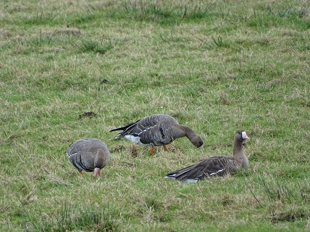 厚的自然条 厚的自然条